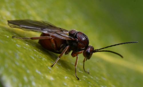 Andricus pictus